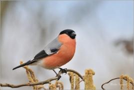 <p>HÝL OBECNÝ (Pyrrhula pyrrhula) Šluknovsko - Jiříkov ------- /Eurasian bullfinch - Gimpel/</p>